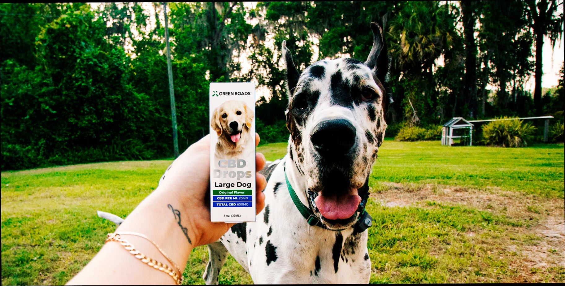 CBD for Pets