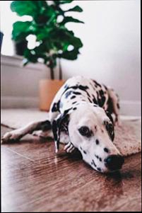 Foto de un perro acostado sobre un piso de madera