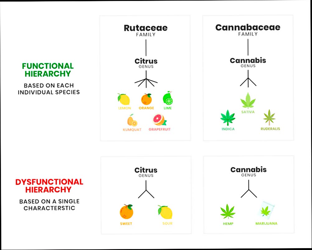 Cáñamo vs marihuana - Comparación de clasificación de género de cannabis - Origen del CBD