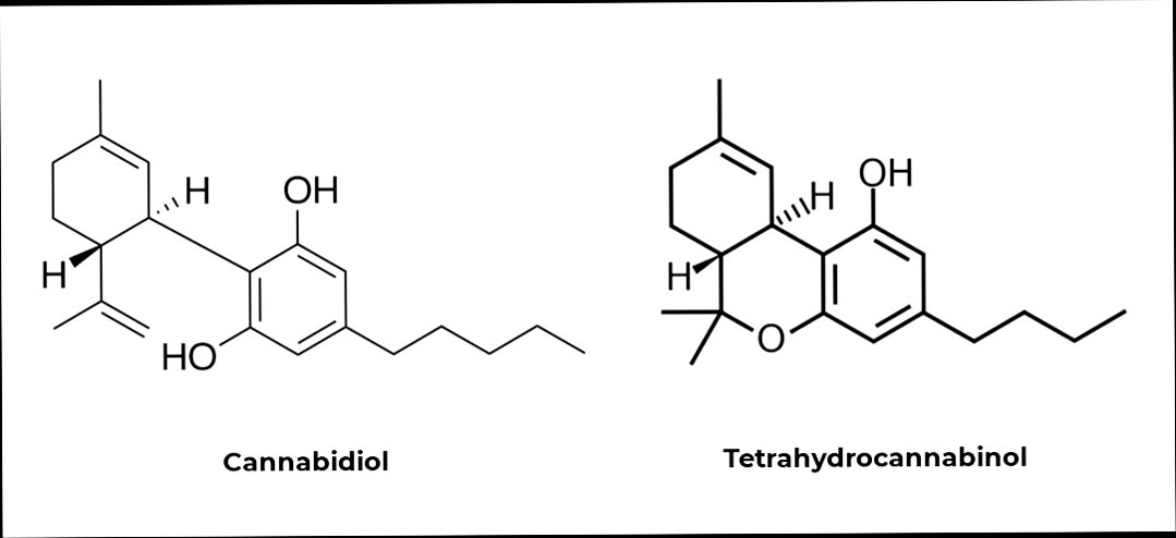 Cáñamo vs Marihuana: Contenido de CBD y THC | Origen del CBD