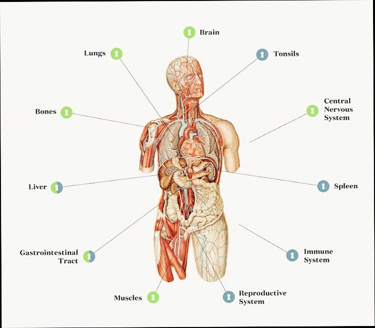 sistema endocannabinoide