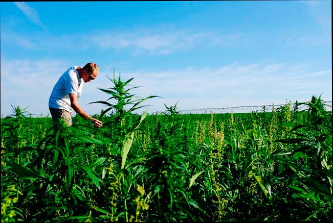 Granjeros de Kentucky que cultivan cannabis