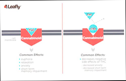 ¿El CBD te eleva? - Explicación