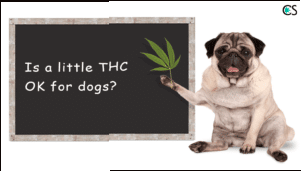 ¿Está bien tener poco THC para los perros?