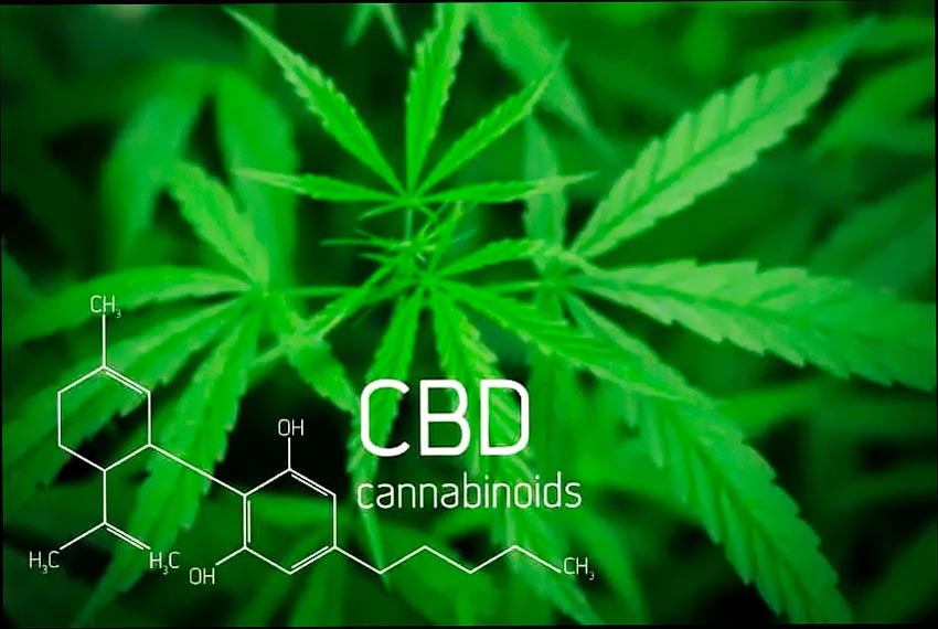 Investigación sobre los beneficios del CBD por condición: origen del CBD