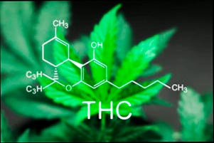 Contenido de THC en aceite de CBD