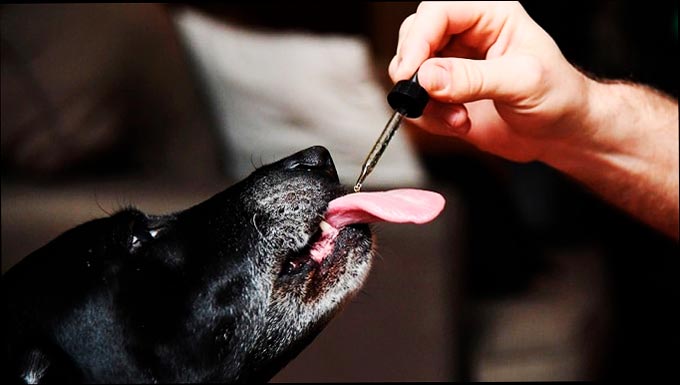 perro comiendo aceites de cbd