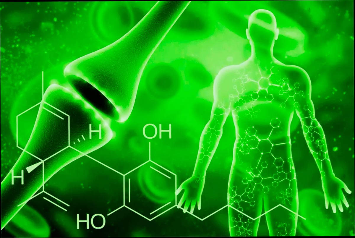 El sistema endocananbinoide y el aceite de CBD para la ansiedad | Origen del CBD