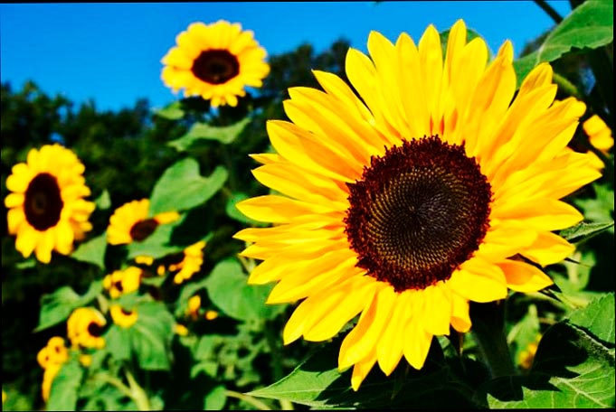 Campo de girasoles