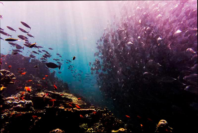 Fotografía submarina de un banco de peces nadando sobre un arrecife de coral.