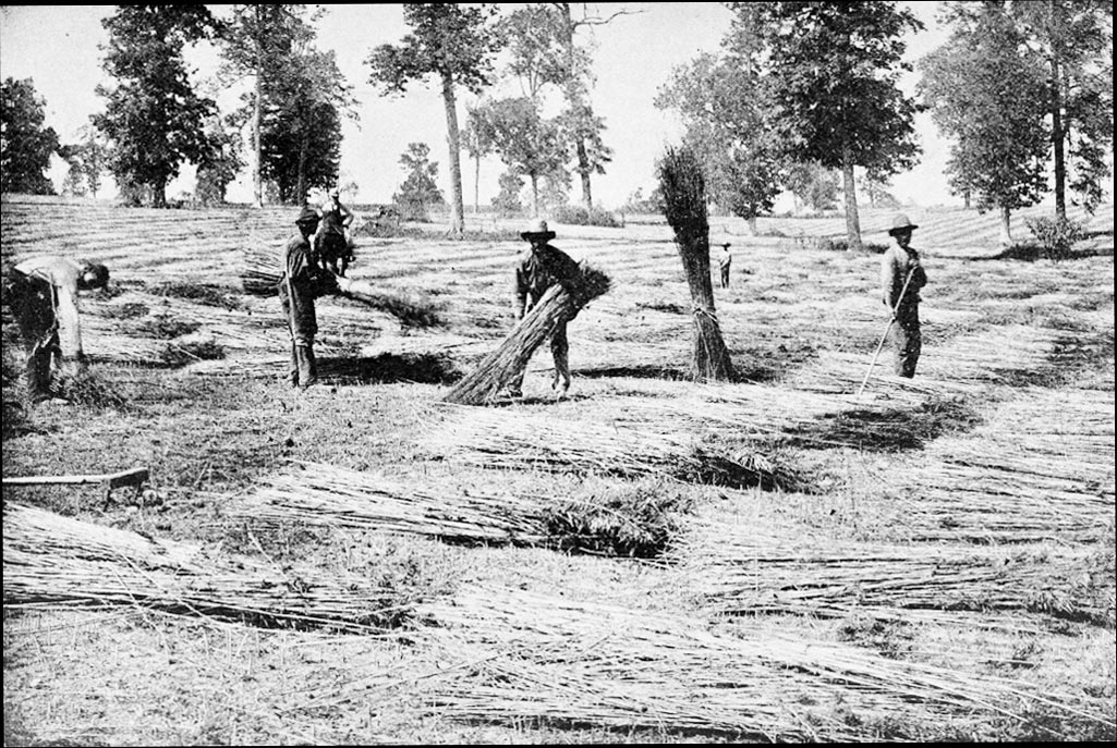 ¿Qué es el cáñamo? La historia del cáñamo