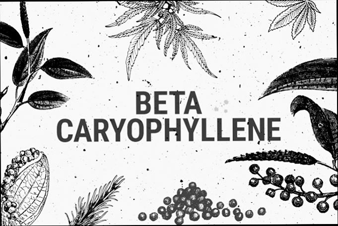Ilustración de beta cariofileno